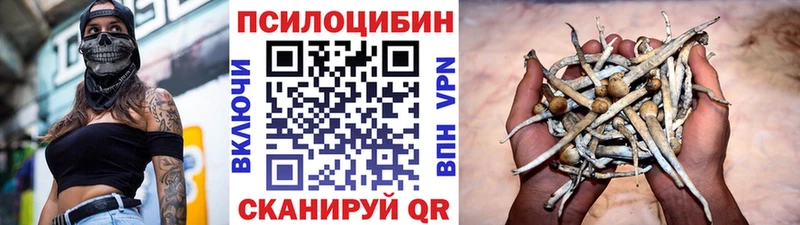купить   Обь  Псилоцибиновые грибы Psilocybine cubensis 